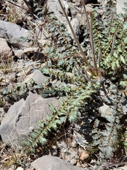 Chylismia multijuga