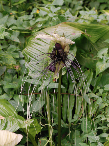 Tacca integrifolia, photograph 5