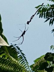 Araneidae