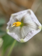 Lycianthes dejecta