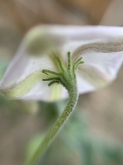 Lycianthes dejecta
