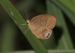 Cyllopsis gemma freemani