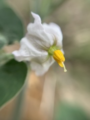 Lycianthes dejecta