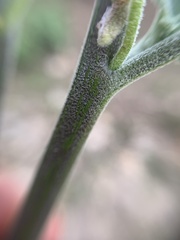Lycianthes dejecta