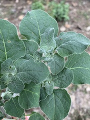 Lycianthes dejecta