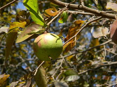 Oncoba spinosa