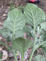 Lycianthes dejecta