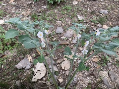 Lycianthes dejecta