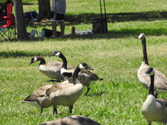 Branta canadensis