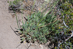 Eriogonum elatum