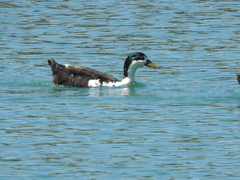 Anas platyrhynchos domesticus