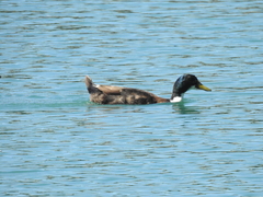 Anas platyrhynchos domesticus