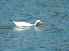 Anas platyrhynchos domesticus