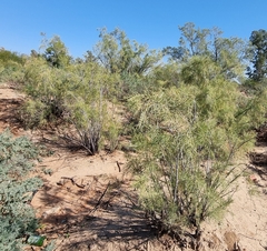 Tamarix usneoides