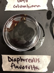 Diaphoreolis flavovulta