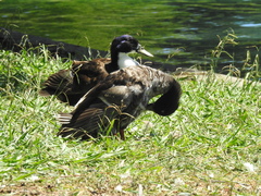 Anas platyrhynchos domesticus