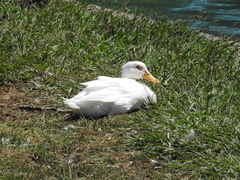 Anas platyrhynchos domesticus
