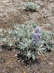Lupinus obtusilobus