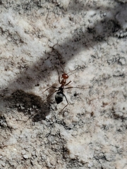Myrmecocystus melliger