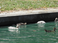 Cairina moschata domestica