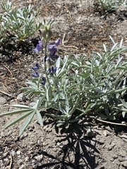 Lupinus obtusilobus