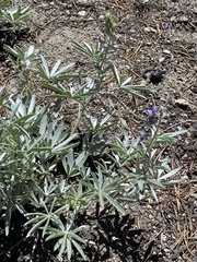 Lupinus obtusilobus