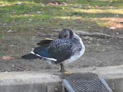 Cairina moschata domestica