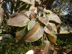 Oncoba spinosa