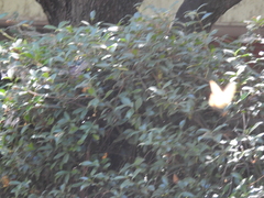 Papilio zelicaon