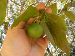 Oncoba spinosa