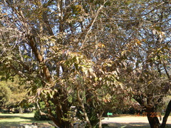 Oncoba spinosa