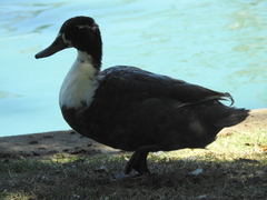 Cairina moschata domestica