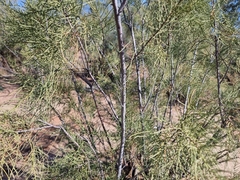 Tamarix usneoides