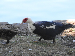 Cairina moschata domestica