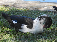 Cairina moschata domestica