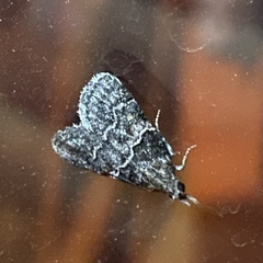 Satole ligniperdalis