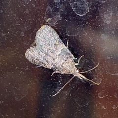 Satole ligniperdalis