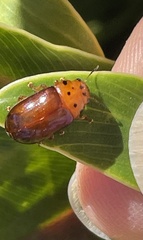 Platymela sticticollis