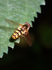 Epistrophella