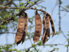 Havardia acatlensis