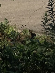Sylvilagus floridanus