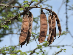 Havardia acatlensis