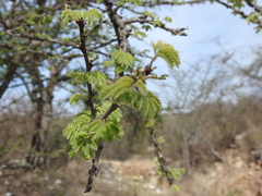 Havardia acatlensis