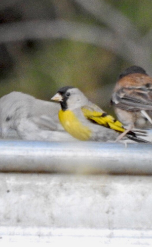 iNaturalist observation photo of Lawrence's Goldfinch