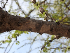 Havardia acatlensis