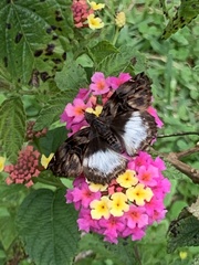 Noctuana lactifera