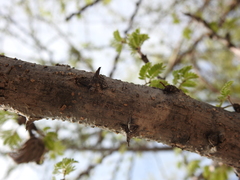 Havardia acatlensis