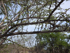 Havardia acatlensis