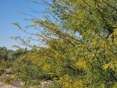 Prosopis