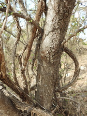 Havardia acatlensis